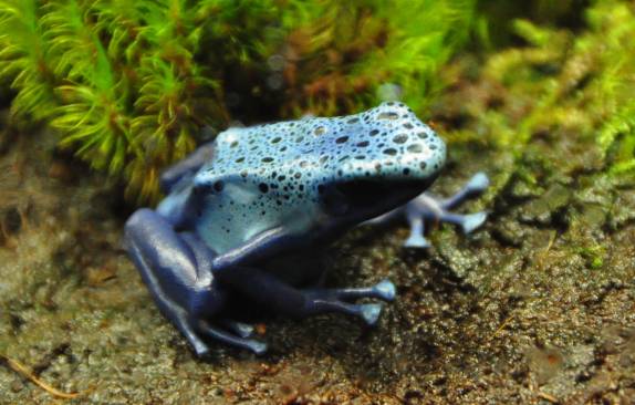 O Aquário de Atlanta, na Georgia - EUA tem uma variada coleção de sapos coloridos